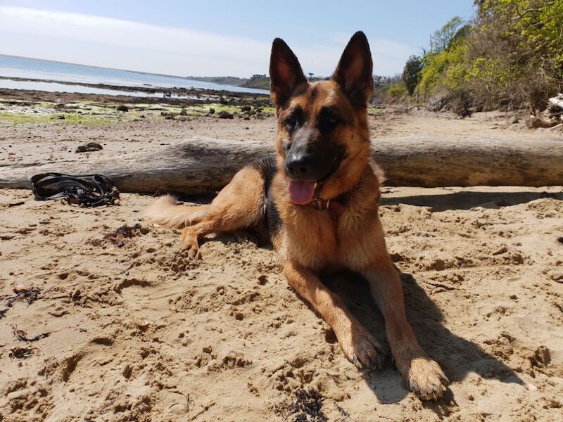 AMY CHOAT - View user profile on German Shepherd Owners - Image 4