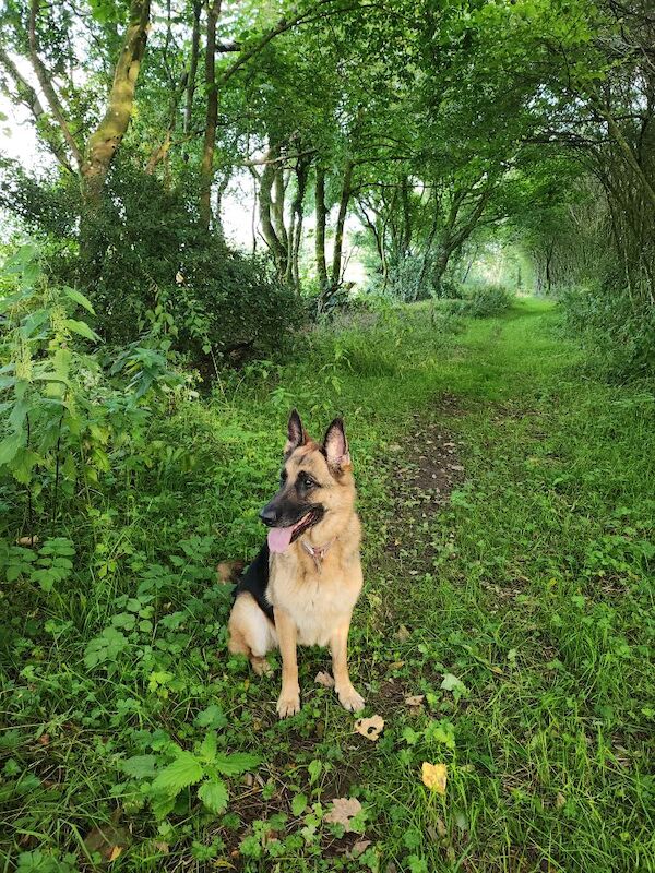 AMY CHOAT - View user profile on German Shepherd Owners - Image 5