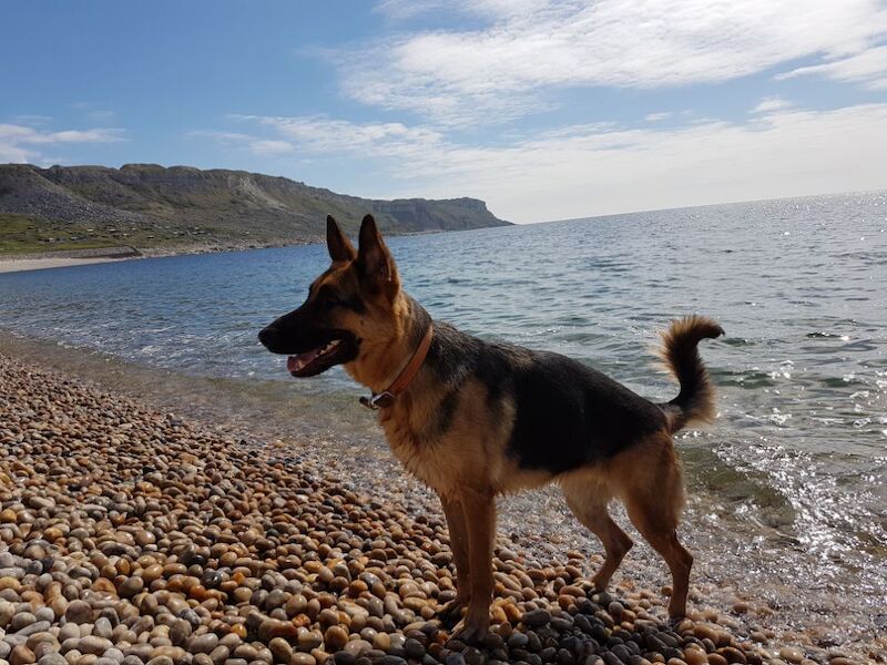 AMY CHOAT - View user profile on German Shepherd Owners - Image 6