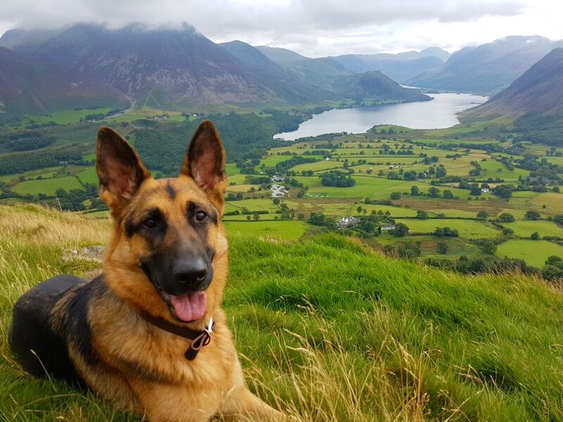 AMY CHOAT - View user profile on German Shepherd Owners - Image 7