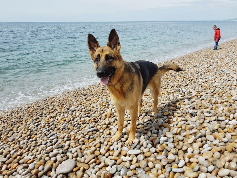 AMY CHOAT - View user profile on German Shepherd Owners - Image 8