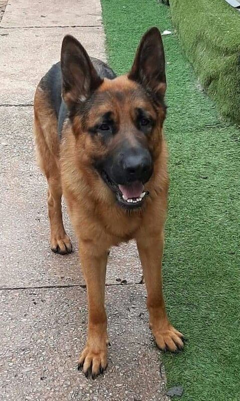 Direct Dogs Exmouth - German Shepherd Breeder on German Shepherd Owners - Image 1
