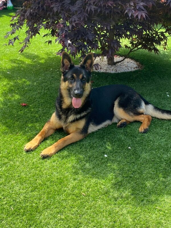 Direct Dogs Exmouth - German Shepherd Breeder - Image 2