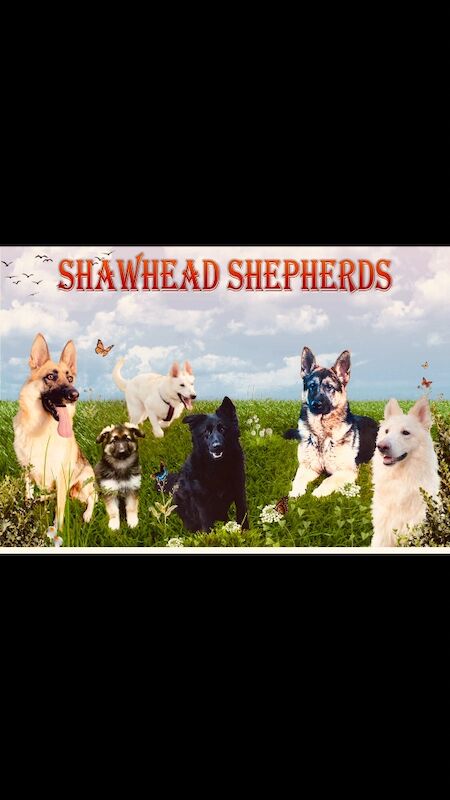 Katie Macdonald - German Shepherd Breeder on German Shepherd Owners - Image 2