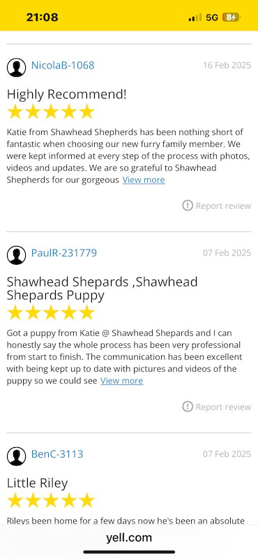 Katie Macdonald - German Shepherd Breeder on German Shepherd Owners - Image 3