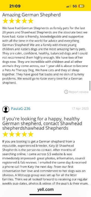 Katie Macdonald - German Shepherd Breeder - Image 4