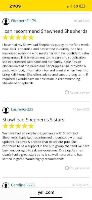 Katie Macdonald - German Shepherd Breeder - Image 5