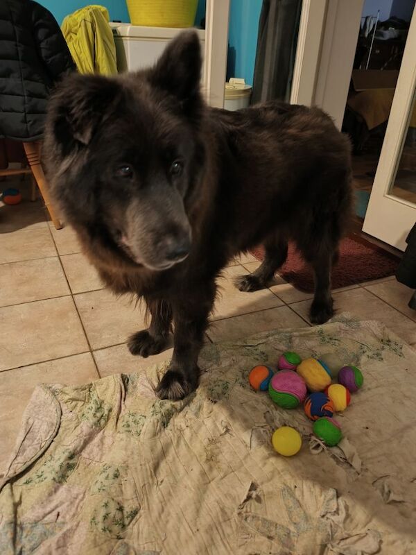 Kevin Smith - View user profile on German Shepherd Owners - Image 1