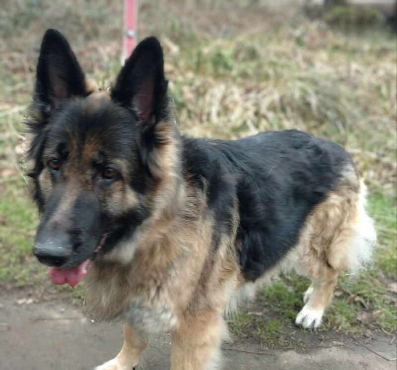 Kevin Smith - View user profile on German Shepherd Owners - Image 2